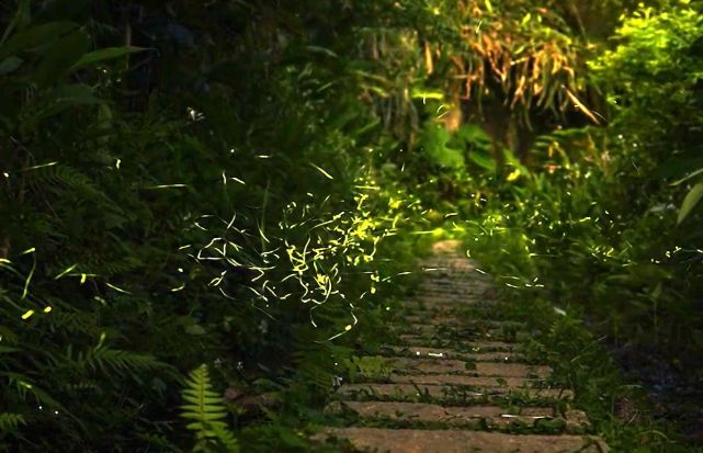 螢火蟲觀賞指南