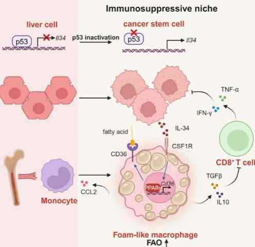 蛋白質變性健康風險 蛋白質變性健康風險