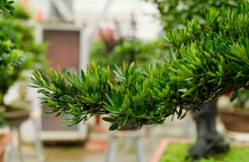 罗汉松嫁接步骤