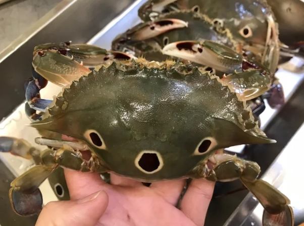 三點蟹蒸多久 三點蟹蒸多久