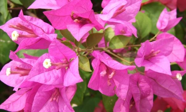 九重葛鐵肥 九重葛鐵肥