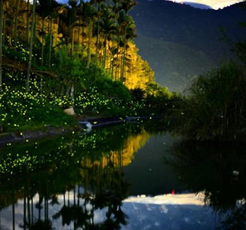 阿里山賞螢最佳時間 阿里山賞螢最佳時間