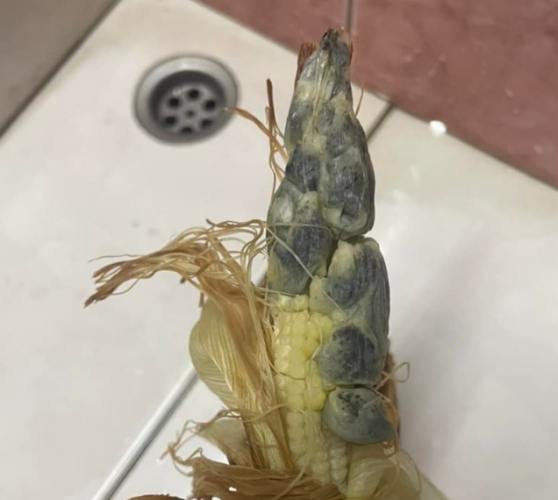 玉米筍變黑還可以吃嗎