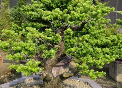 羅漢松生長週期