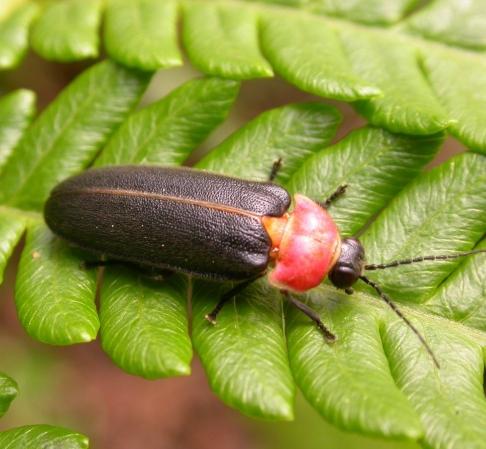 桃園螢火蟲 桃園螢火蟲
