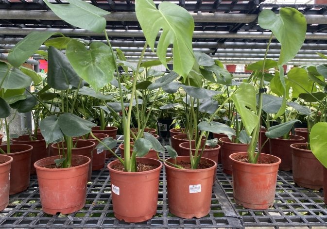 竹北花市 推薦花店 竹北花市 推薦花店