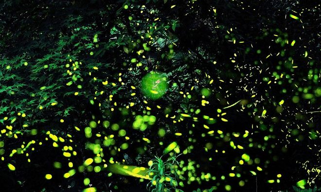 螢火蟲觀賞攻略 螢火蟲觀賞攻略