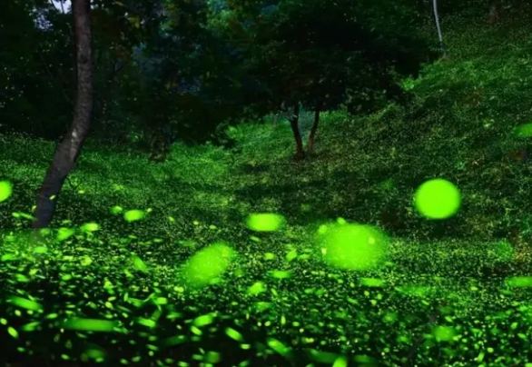 屏東螢火蟲地點