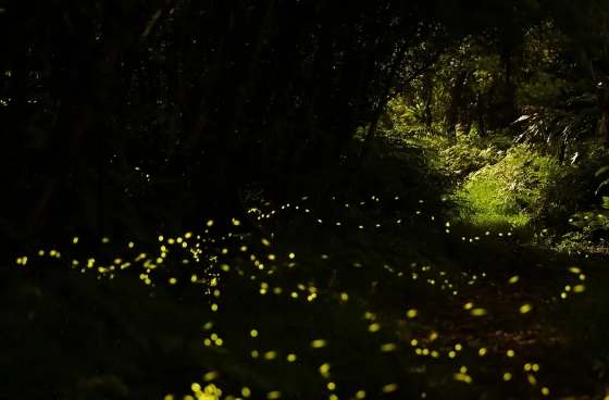台灣賞螢地點 台灣賞螢地點
