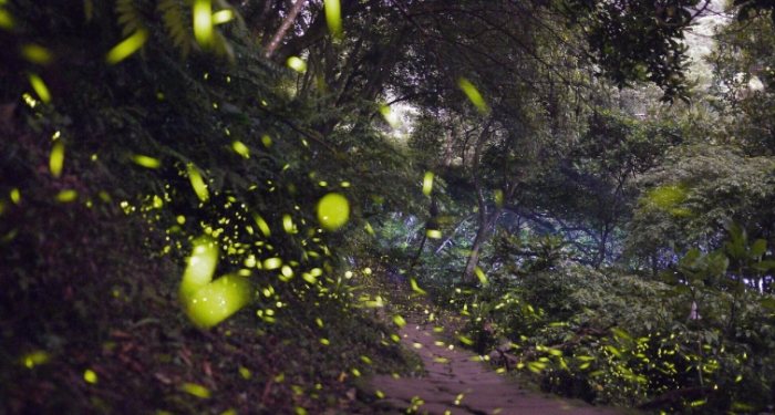 螢火蟲觀賞地點 螢火蟲觀賞地點