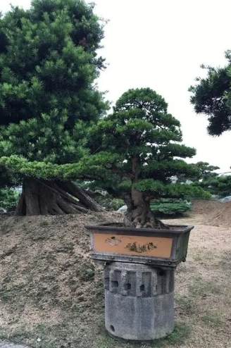 羅漢松修剪 羅漢松修剪