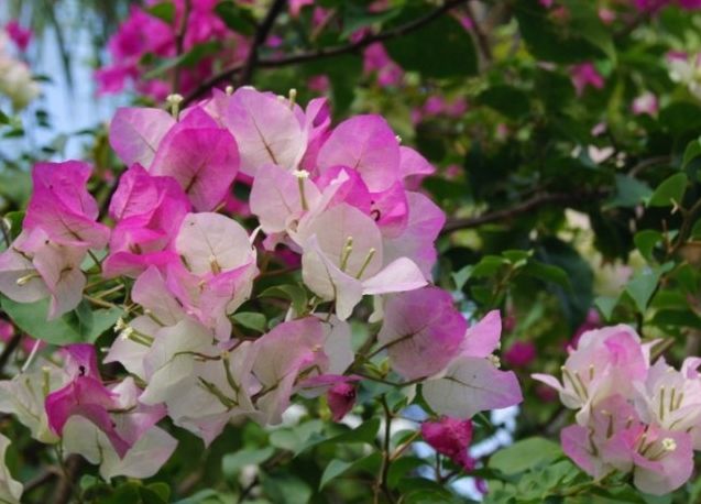 九重葛開花促進 九重葛開花促進