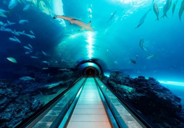 海生館夜宿體驗