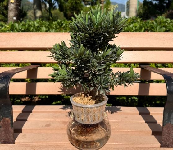 羅漢松種植方法 羅漢松種植方法