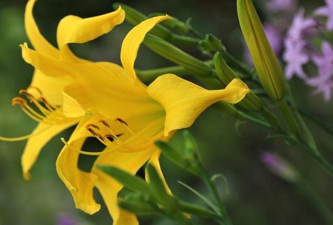 金針根好處 金針根好處
