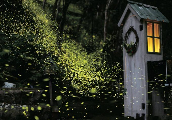 螢火蟲觀賞地點 螢火蟲觀賞地點