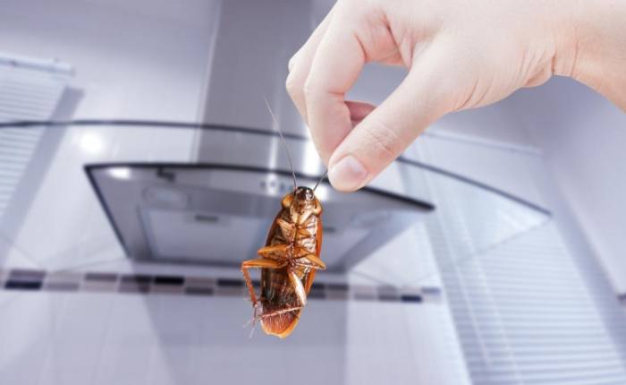 小蟑螂防治方法 小蟑螂防治方法