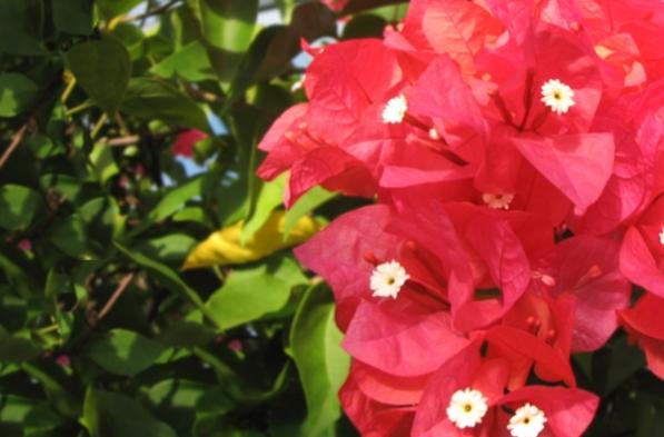 九重葛缺鐵症狀 九重葛缺鐵症狀