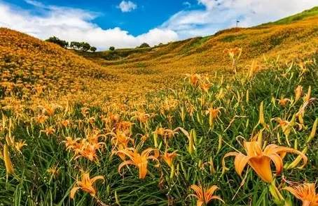 新鮮金針花怎麼洗