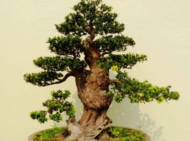 打頂方法 打頂方法