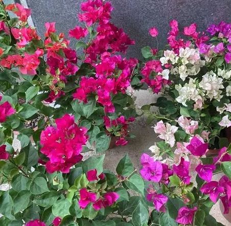 九重葛有幾種顏色