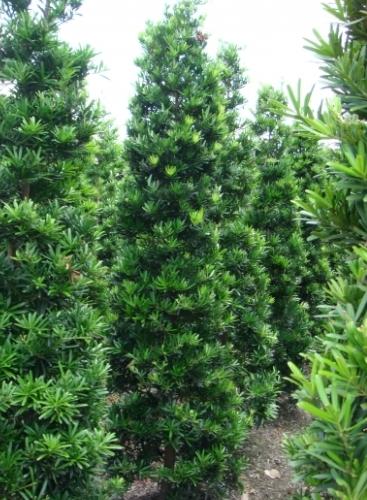 蘭嶼羅漢松日照