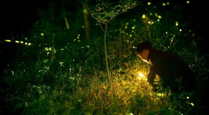 螢火蟲觀賞攻略 螢火蟲觀賞攻略