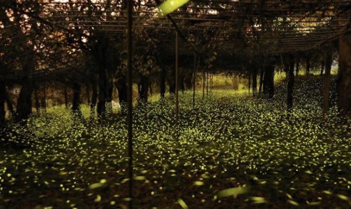 那 瑪 夏 螢火蟲 半日 遊