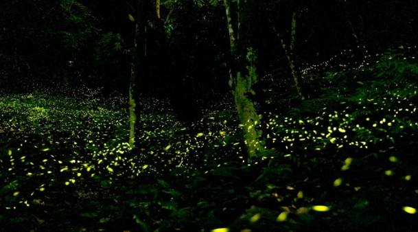 石碇賞螢 石碇賞螢