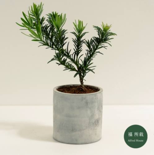 羅漢松養護方法 羅漢松養護方法