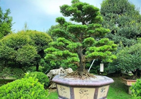 蘭嶼羅漢松種植 蘭嶼羅漢松種植