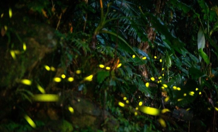 石門水庫螢火蟲 石門水庫螢火蟲