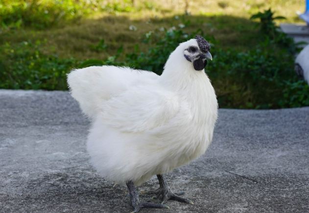 烏骨雞營養 烏骨雞營養