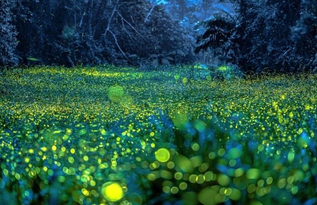 台灣螢火蟲季節