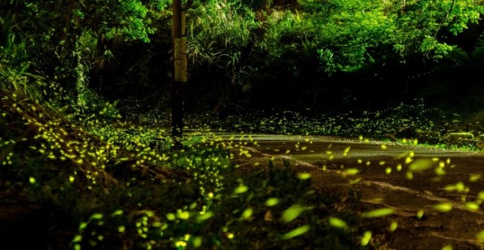 桃園螢火蟲住宿