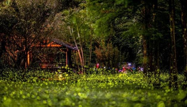 台灣螢火蟲景點 台灣螢火蟲景點