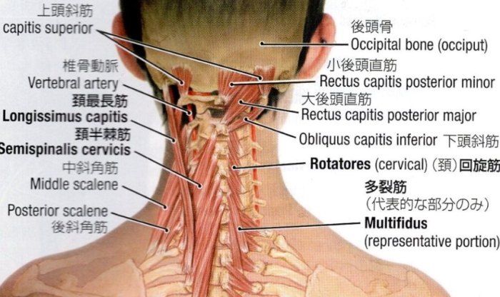 頸部腫塊原因 頸部腫塊原因