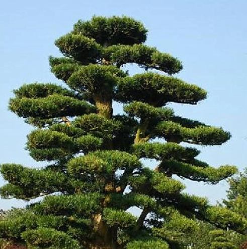 羅漢松修剪 羅漢松修剪