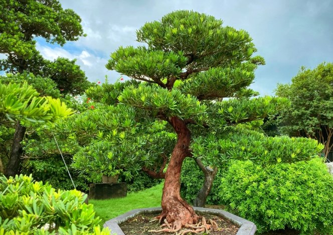 蘭嶼羅漢松病蟲害防治 蘭嶼羅漢松病蟲害防治