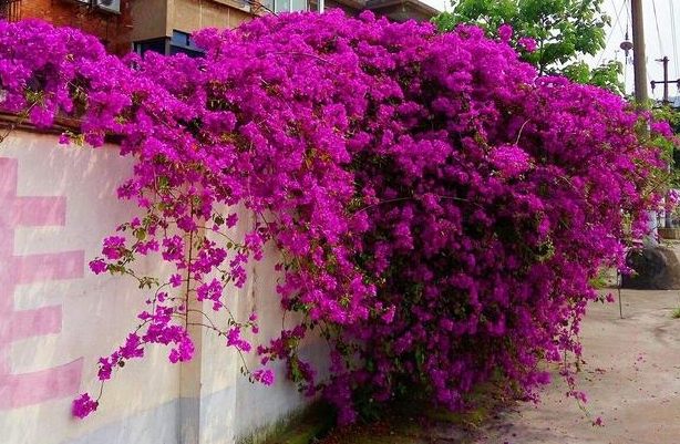 三角梅不開花原因 三角梅不開花原因