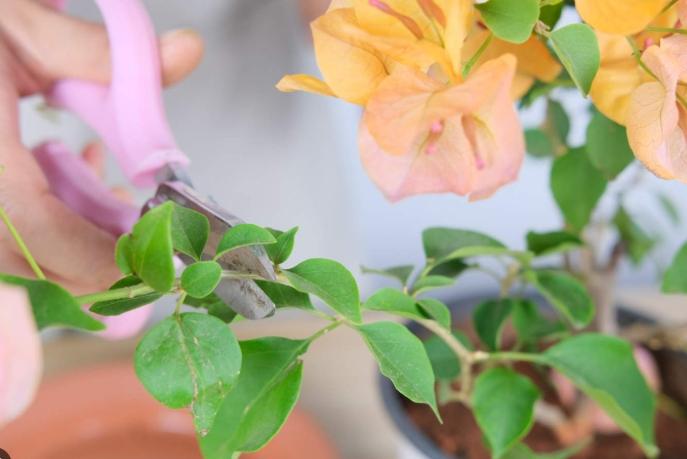 三角梅不開花原因 三角梅不開花原因