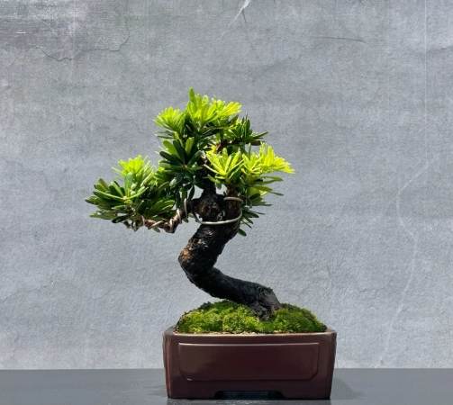 金鑽羅漢松澆水方法