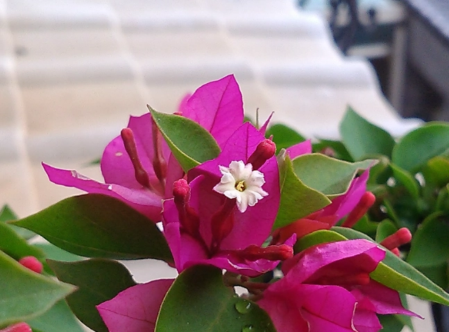 九重葛澆水方法