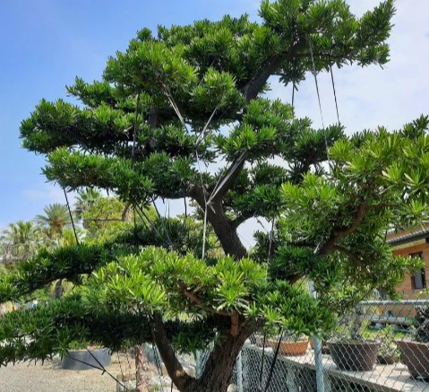 蘭嶼植物種植方法