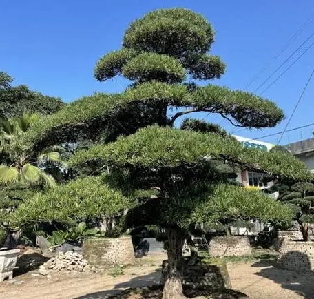 小葉羅漢松照顧