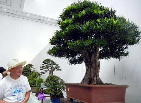 羅漢松種植技巧