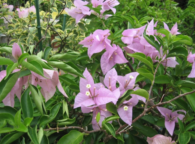 八房九重葛種植