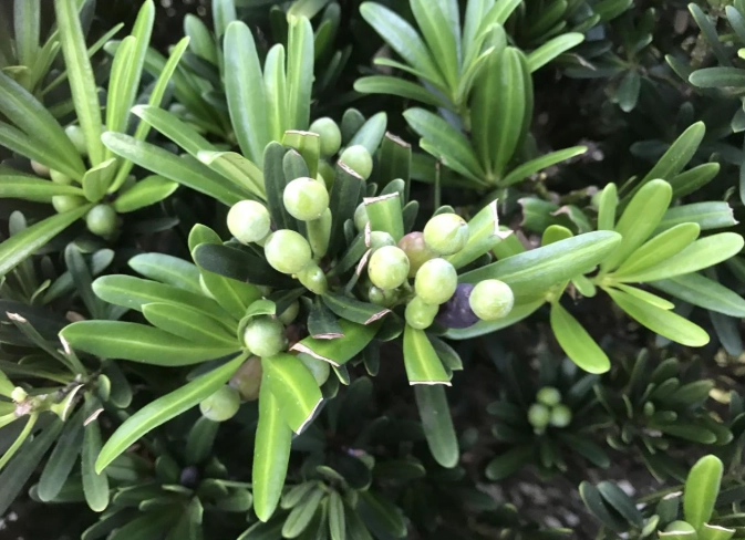 羅漢松栽培技巧