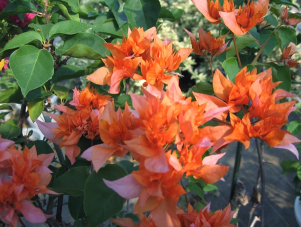 八房九重葛種植