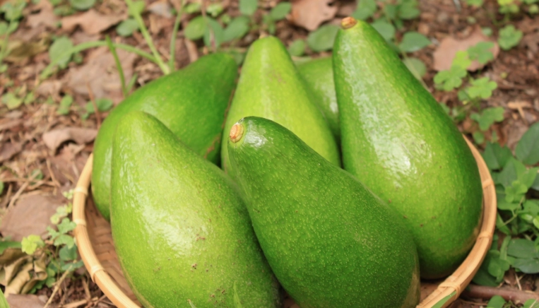 酪梨可可健康益處